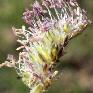 Photographie n°336838 du taxon Dactylis glomerata subsp. oceanica G.Guignard [1986]