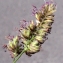  Liliane Roubaudi - Dactylis glomerata subsp. oceanica G.Guignard [1986]
