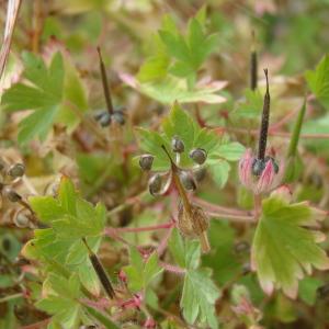 Photographie n°336878 du taxon Geranium rotundifolium L. [1753]