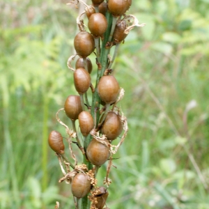 Photographie n°336888 du taxon Asphodelus albus Mill. [1768]