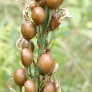 Photographie n°336893 du taxon Asphodelus albus Mill. [1768]