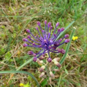 Photographie n°336998 du taxon Muscari comosum (L.) Mill.