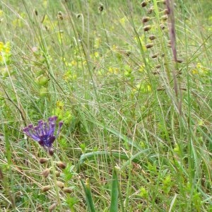 Photographie n°337000 du taxon Muscari comosum (L.) Mill.