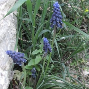 Photographie n°337002 du taxon Muscari neglectum Guss. ex Ten. [1842]