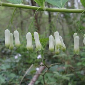 Photographie n°337026 du taxon Polygonatum multiflorum (L.) All.