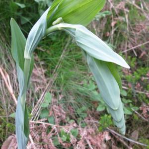 Photographie n°337027 du taxon Polygonatum multiflorum (L.) All.