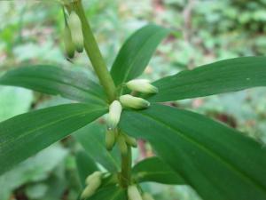 Etienne Urrustoy, le 13 mai 2015 (Bagnères-de-Bigorre)