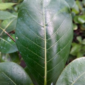 Photographie n°337122 du taxon Gardenia taitensis DC.