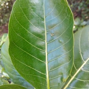 Photographie n°337124 du taxon Gardenia taitensis DC.