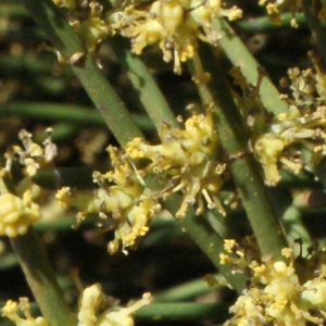 Photographie n°337152 du taxon Ephedra fragilis Desf. [1799]