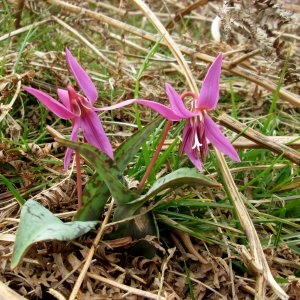 Photographie n°337275 du taxon Erythronium dens-canis L. [1753]