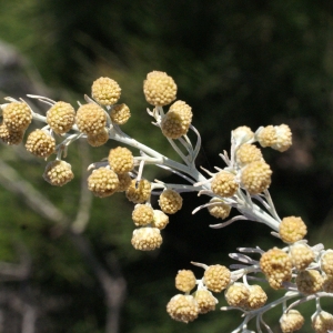  - Artemisia arborescens (Vaill.) L. [1763]