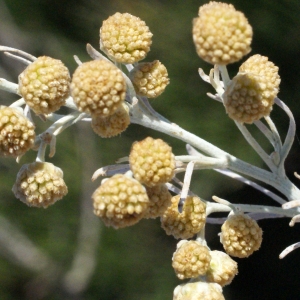  - Artemisia arborescens (Vaill.) L. [1763]