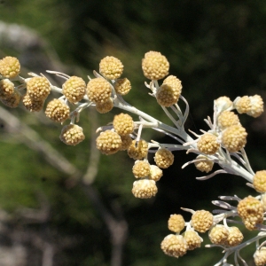 Artemisia arborescens (Vaill.) L. (Armoise arborescente)
