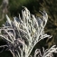  Liliane Roubaudi - Artemisia arborescens (Vaill.) L. [1763]