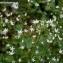  jean espirat - Saxifraga rotundifolia subsp. rotundifolia