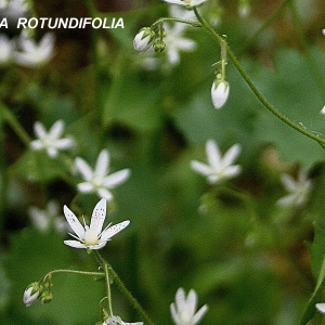 Saxifraga rotundifolia L. subsp. rotundifolia (Sanicle des montagnes)