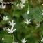  jean espirat - Saxifraga rotundifolia subsp. rotundifolia