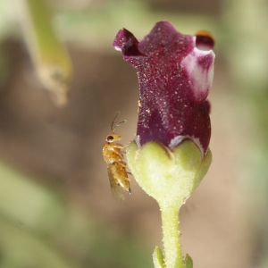 Photographie n°337433 du taxon Scrophularia canina subsp. ramosissima (Loisel.) Bonnier & Layens [1894]