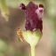  Liliane Roubaudi - Scrophularia canina subsp. ramosissima (Loisel.) Bonnier & Layens [1894]