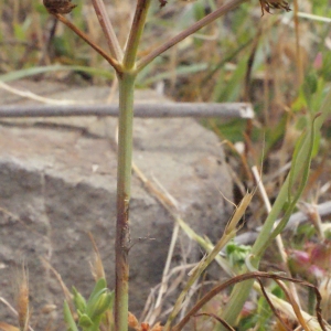 Photographie n°337440 du taxon Oenanthe globulosa L. [1753]