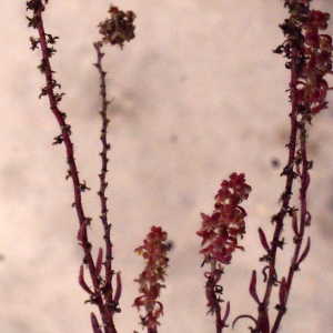 Photographie n°337452 du taxon Rumex bucephalophorus L. [1753]