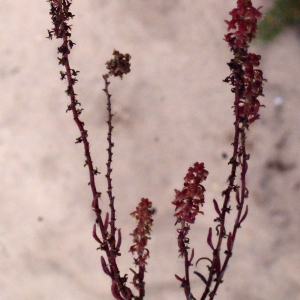  - Rumex bucephalophorus L. [1753]