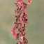  Liliane Roubaudi - Rumex bucephalophorus L. [1753]