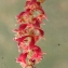  Liliane Roubaudi - Rumex bucephalophorus L. [1753]