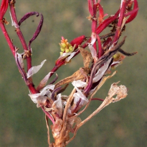 Photographie n°337456 du taxon Rumex bucephalophorus L. [1753]