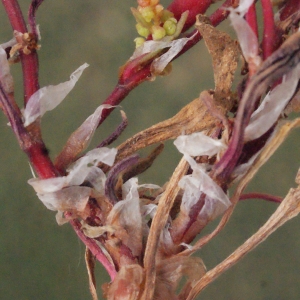 Photographie n°337457 du taxon Rumex bucephalophorus L. [1753]