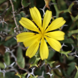 Launaea cervicornis (Boiss.) Font Quer & Rothm.