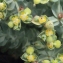  Liliane Roubaudi - Euphorbia pithyusa L. [1753]