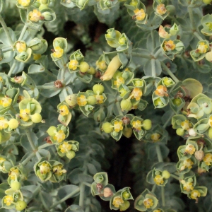Euphorbia pithyusa var. procera Gren. & Godr. (Euphorbe des Baléares)