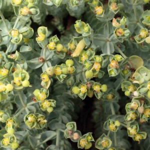 Tithymalus acutifolius Lam. (Euphorbe des Baléares)