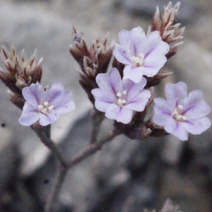 Limonium minutum (L.) Chaz. (Saladelle naine)