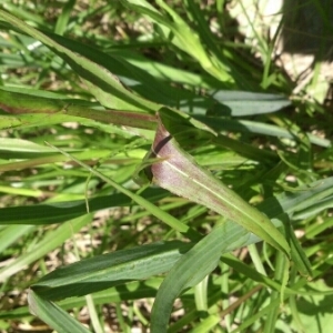 Photographie n°337616 du taxon Tragopogon pratensis L. [1753]