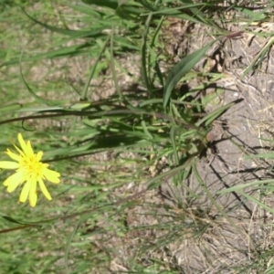 Photographie n°337618 du taxon Tragopogon pratensis L. [1753]