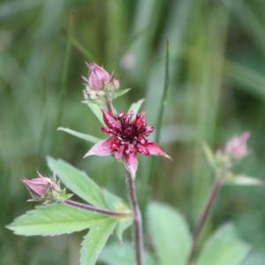 Photographie n°337623 du taxon Potentilla palustris (L.) Scop. [1771]