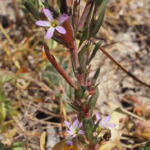 Photographie n°337855 du taxon Lythrum hyssopifolia L. [1753]