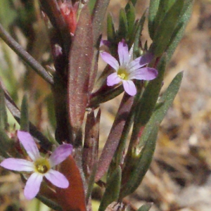 Photographie n°337856 du taxon Lythrum hyssopifolia L. [1753]
