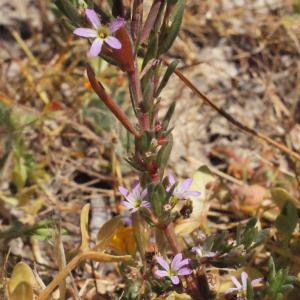 Photographie n°337857 du taxon Lythrum hyssopifolia L. [1753]