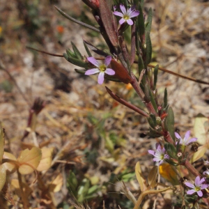 Photographie n°337860 du taxon Lythrum hyssopifolia L. [1753]
