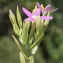  Liliane Roubaudi - Centaurium tenuiflorum (Hoffmanns. & Link) Fritsch [1907]