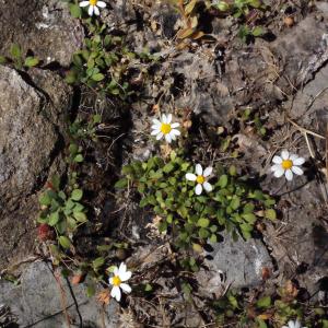 Photographie n°337895 du taxon Bellium bellidioides L. [1771]