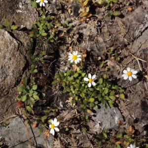 Photographie n°337897 du taxon Bellium bellidioides L. [1771]