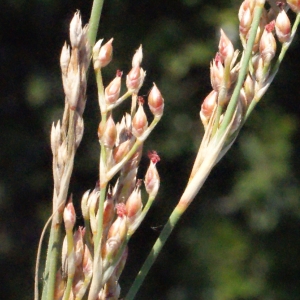 Juncus subulatus Forssk. (Jonc)