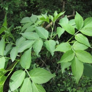 Photographie n°337923 du taxon Sambucus nigra L. [1753]