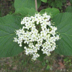 Photographie n°337933 du taxon Viburnum lantana L. [1753]