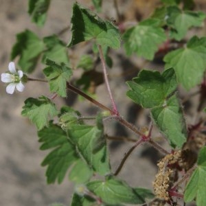 Photographie n°337976 du taxon Geranium rotundifolium L.